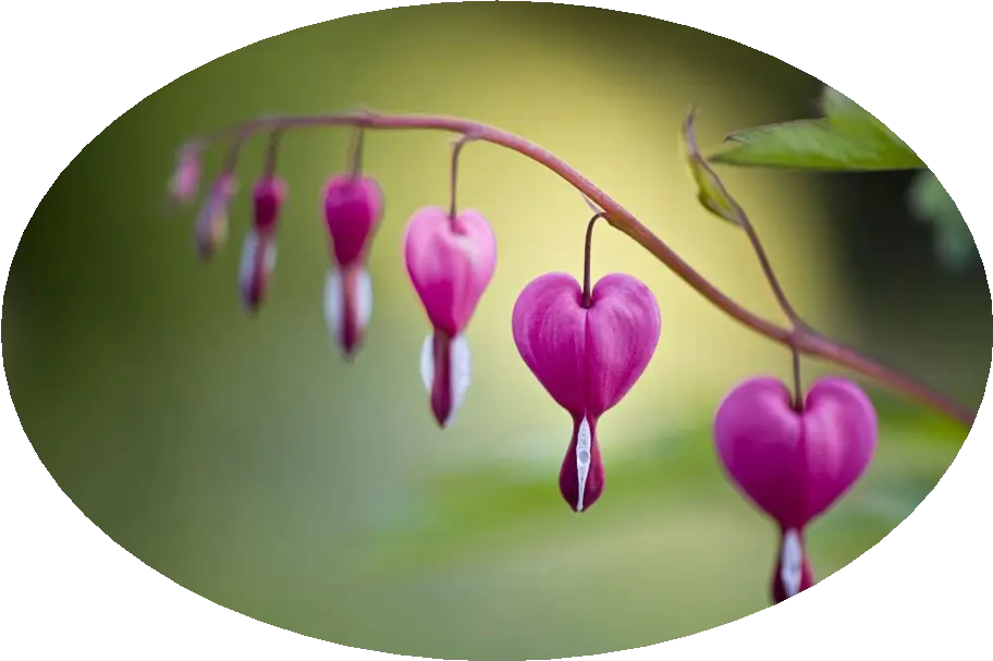Pink flowers representing calm and relaxation
