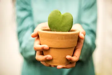 Wellbeing and Self-Care Heart-shaped succulent representing wellbeing and self-care