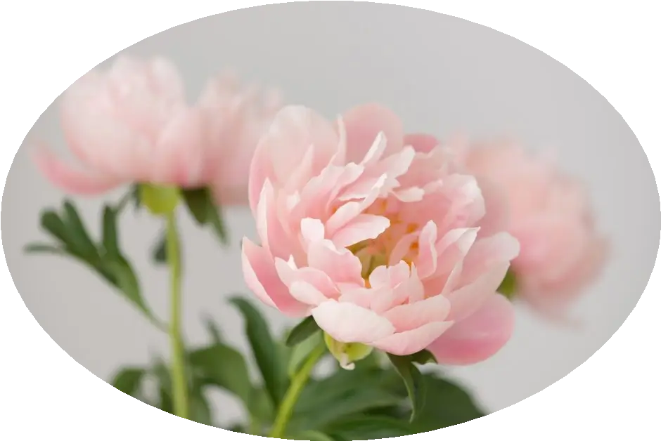 Soft flowers representing relaxation and wellbeing